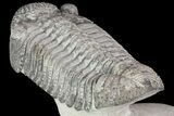 Drotops Trilobite With White Patina - Killer Specimen #76404-5